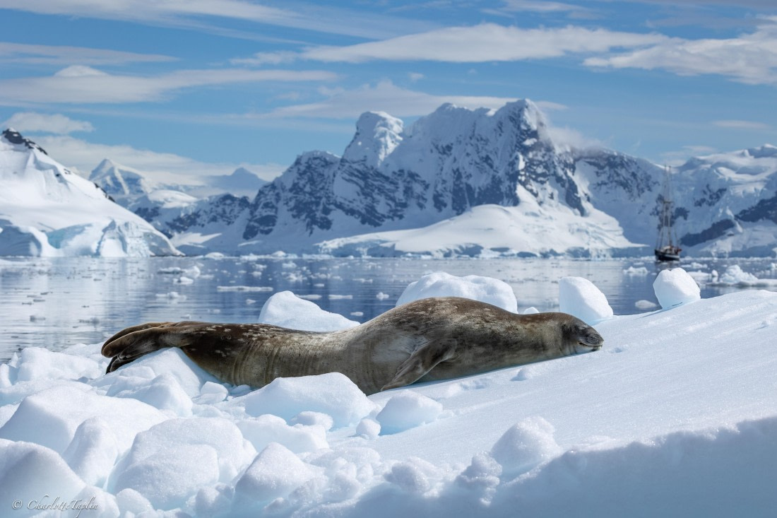 PLA25-26, Day 7, FZ1A5863.jpg © Katlyn Taylor - Oceanwide Expeditions.jpg