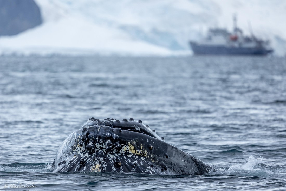 PLA25-26, Day 7, FZ1A5872.jpg © Katlyn Taylor - Oceanwide Expeditions.jpg