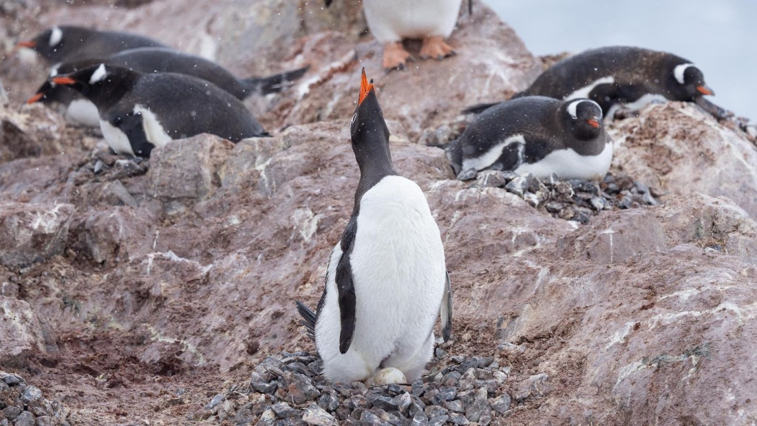 PLA25-26, Day 8, 4Q9A4152.jpg © Katlyn Taylor - Oceanwide Expeditions.jpg