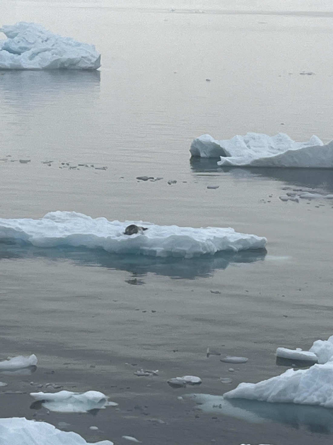 PLA25-26, Day 8, IMG_3684.jpeg © Chris Forrest - Oceanwide Expeditions.jpeg