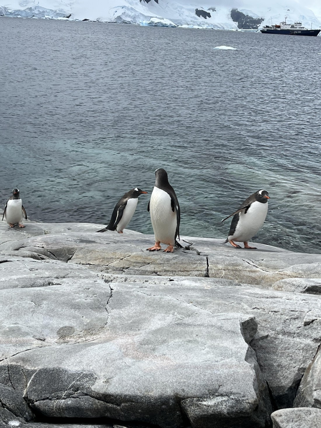 PLA25-26, Day 8, IMG_3746.jpeg © Chris Forrest - Oceanwide Expeditions.jpeg