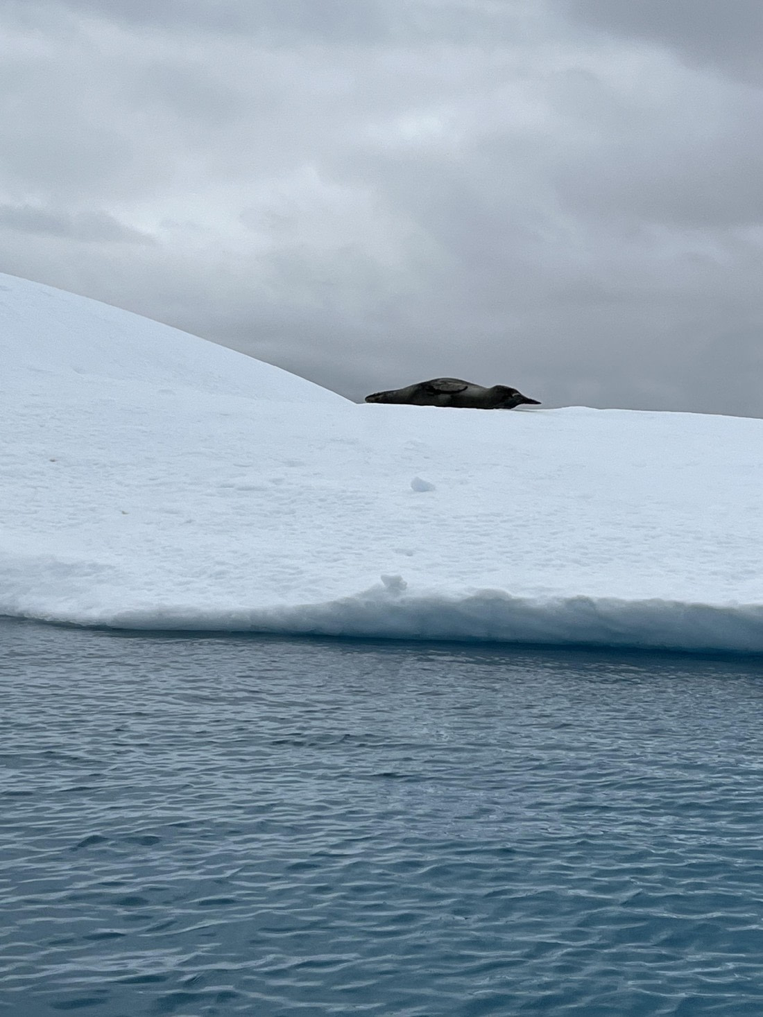 PLA25-26, Day 8, IMG_3756.jpeg © Chris Forrest - Oceanwide Expeditions.jpeg