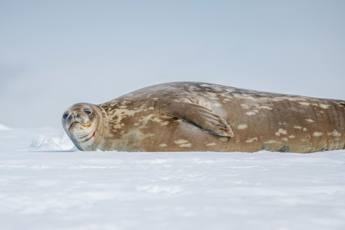 PLA25-26, Day 9, _6M33225.jpg © Juan Barenstein - Oceanwide Expeditions.jpg