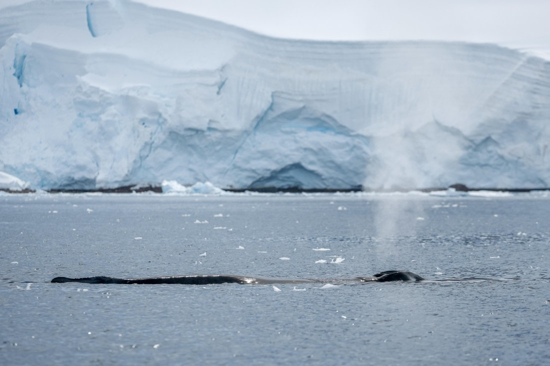 PLA25-26, Day 9, _6M33320.jpg © Juan Barenstein - Oceanwide Expeditions.jpg