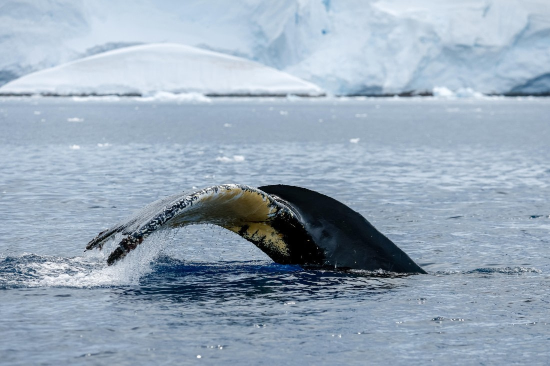 PLA25-26, Day 9, _6M33329.jpg © Juan Barenstein - Oceanwide Expeditions.jpg