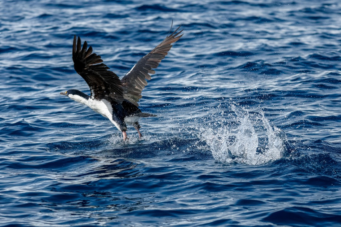 PLA25-26, Day 9, _6M33496.jpg © Juan Barenstein - Oceanwide Expeditions.jpg