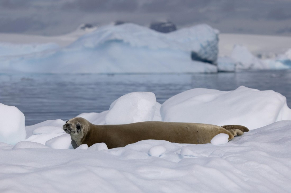 PLA25-26, Day 9, 4Q9A4442.jpg © Katlyn Taylor- Oceanwide Expeditions.jpg