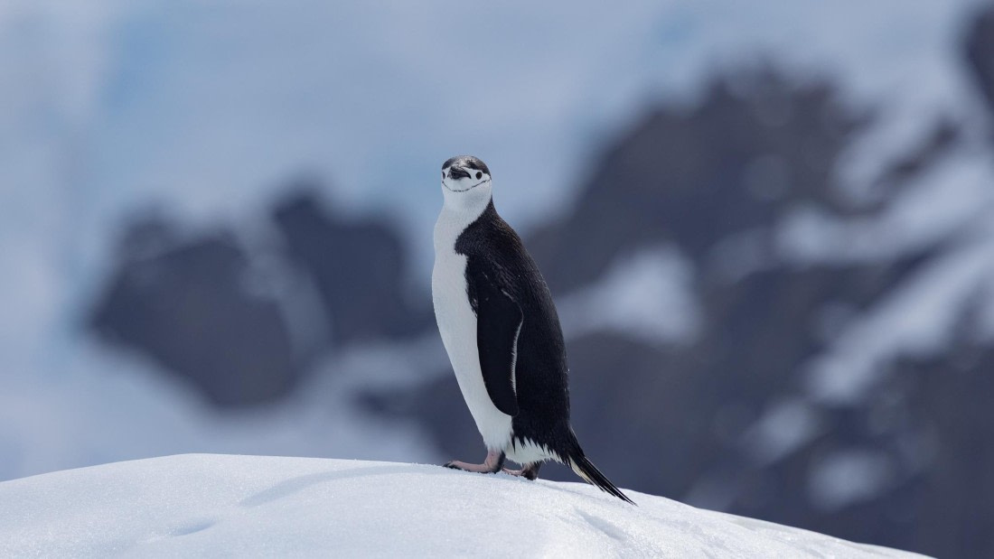 PLA25-26, Day 9, 4Q9A4475.jpg © Katlyn Taylor- Oceanwide Expeditions.jpg