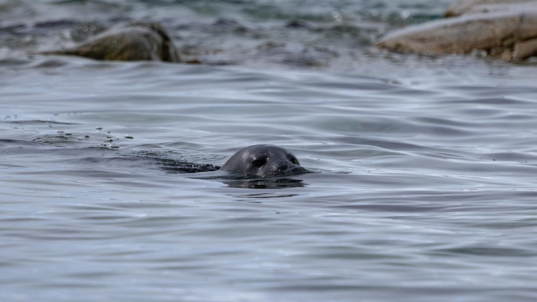 PLA25-26, Day 9, 4Q9A4501.jpg © Katlyn Taylor- Oceanwide Expeditions.jpg