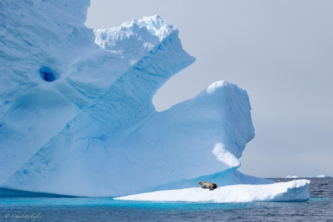 PLA25-26, Day 9, FZ1A5890.jpg © Katlyn Taylor- Oceanwide Expeditions.jpg