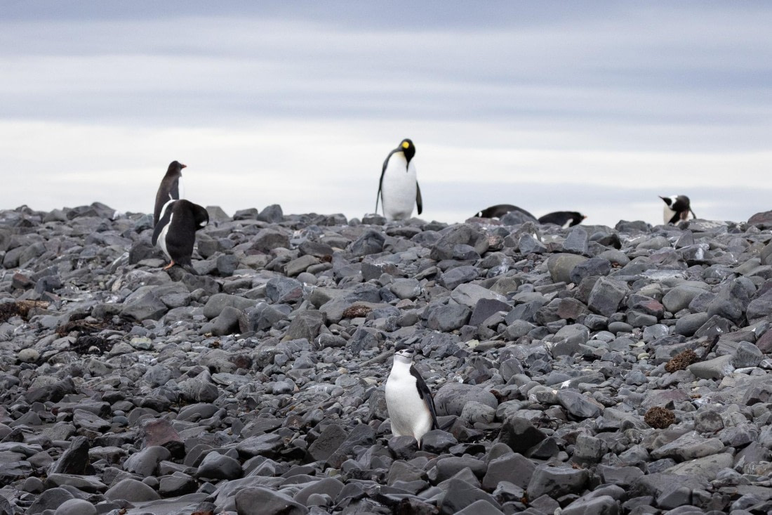PLA25-26, Day 10, 4Q9A4693.jpg © Katlyn Taylor- Oceanwide Expeditions.jpg