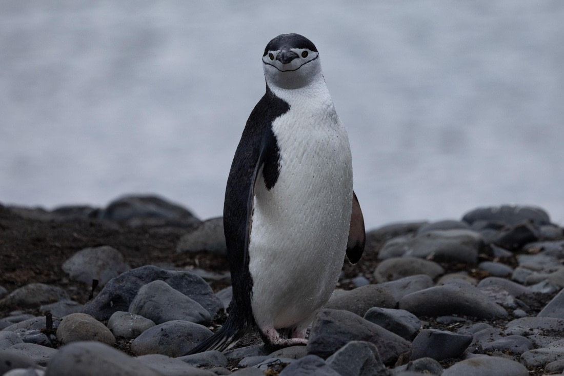 PLA25-26, Day 10, 4Q9A4824.jpg © Katlyn Taylor- Oceanwide Expeditions.jpg