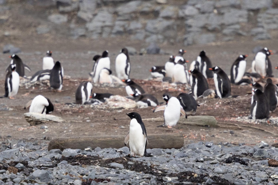 PLA25-26, Day 10, 4Q9A4885.jpg © Katlyn Taylor- Oceanwide Expeditions.jpg