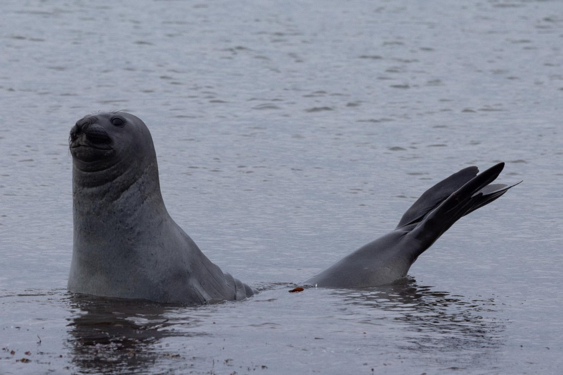 PLA25-26, Day 10, 4Q9A4920.jpg © Katlyn Taylor- Oceanwide Expeditions.jpg