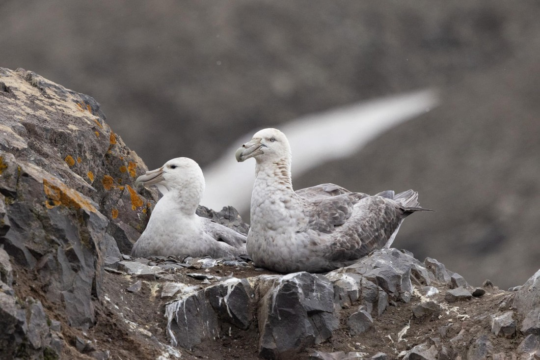 PLA25-26, Day 10, 4Q9A5016.jpg © Katlyn Taylor- Oceanwide Expeditions.jpg