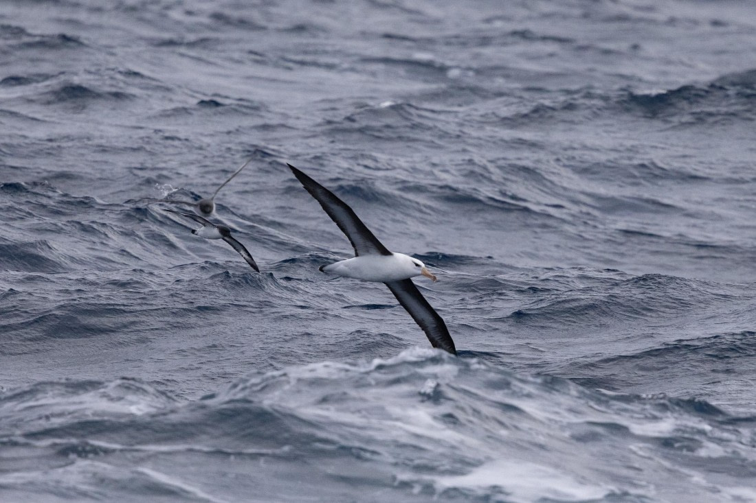 PLA25-26, Day 10, 4Q9A5090.jpg © Katlyn Taylor- Oceanwide Expeditions.jpg