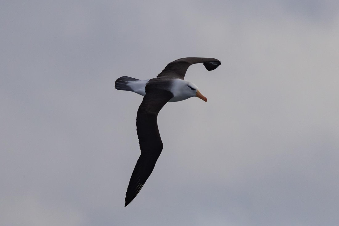 PLA25-26, Day 10, 4Q9A5211.jpg © Katlyn Taylor- Oceanwide Expeditions.jpg