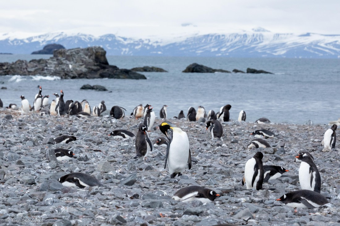 PLA25-26, Day 10, FZ1A5925.jpg © Katlyn Taylor- Oceanwide Expeditions.jpg