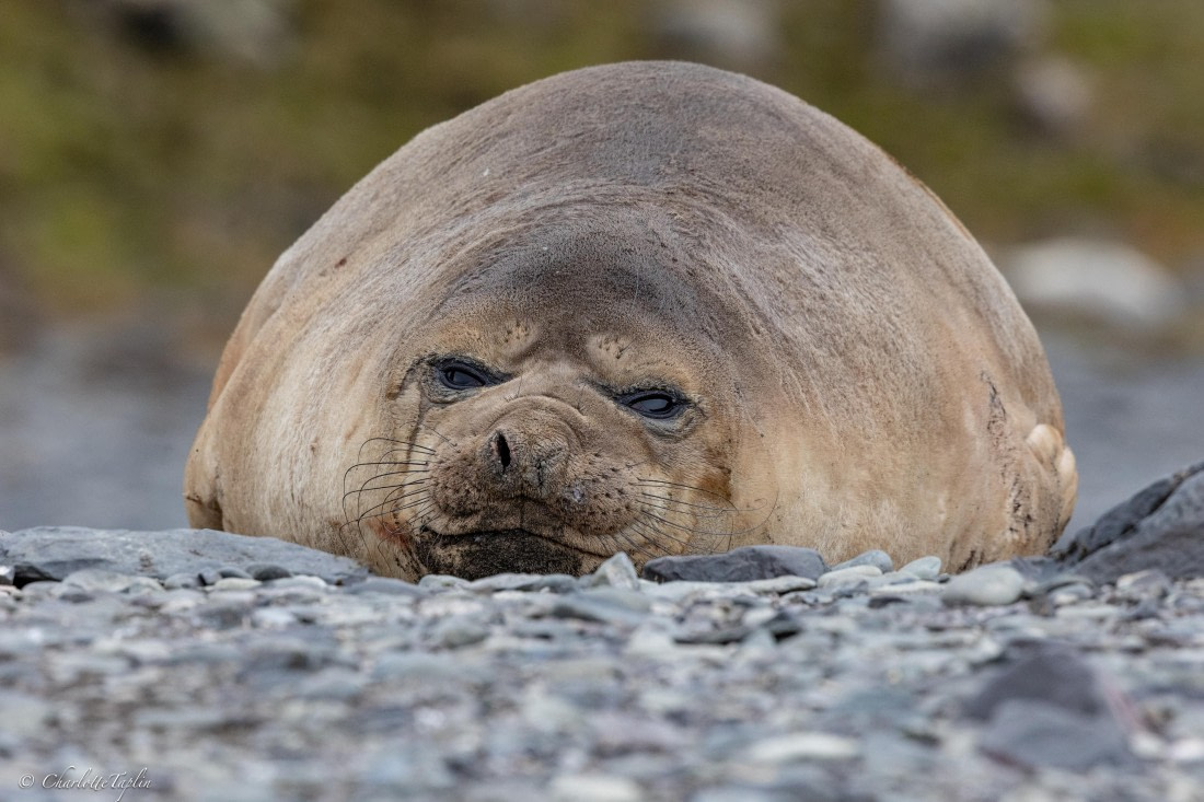 PLA25-26, Day 10, FZ1A5956.jpg © Katlyn Taylor- Oceanwide Expeditions.jpg