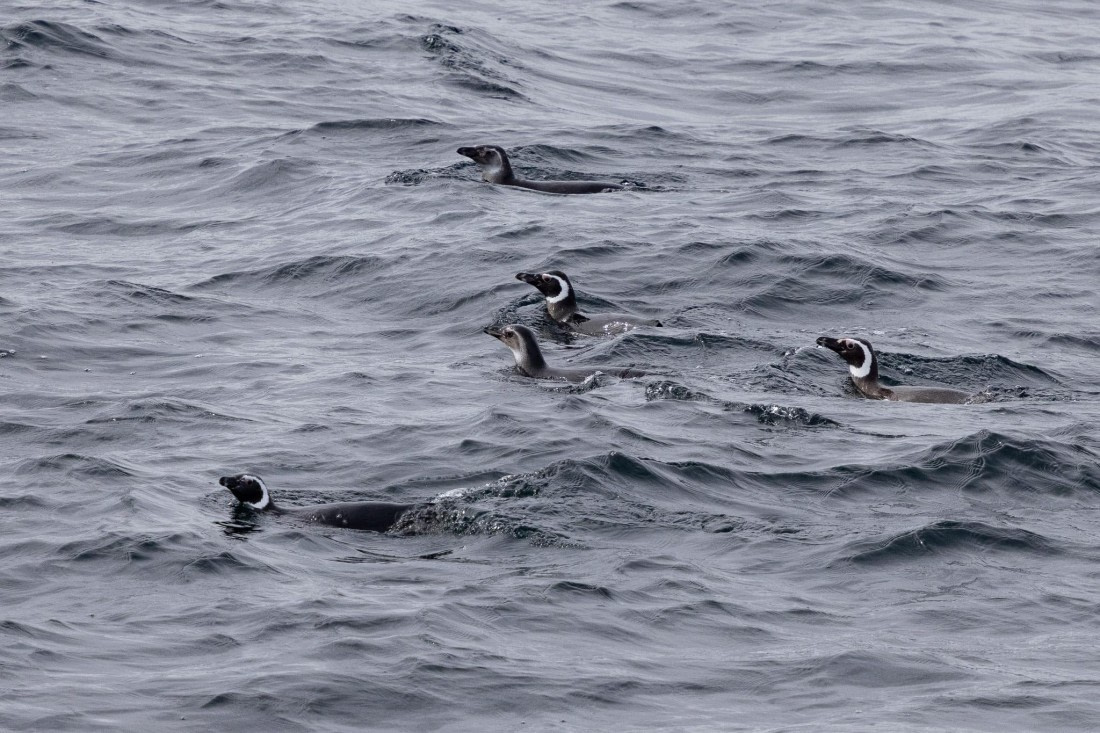 PLA25-26, Day 12, 4Q9A5369.jpg © Katlyn Taylor- Oceanwide Expeditions.jpg