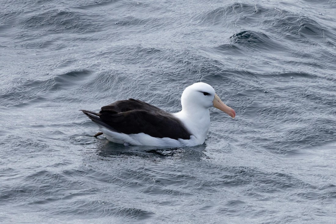 PLA25-26, Day 12, 4Q9A5390.jpg © Katlyn Taylor- Oceanwide Expeditions.jpg