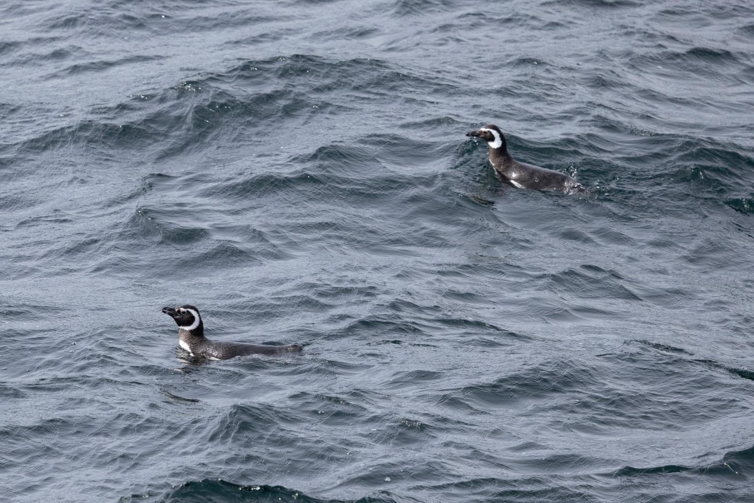 PLA25-26, Day 12, 4Q9A5399.jpg © Katlyn Taylor- Oceanwide Expeditions.jpg