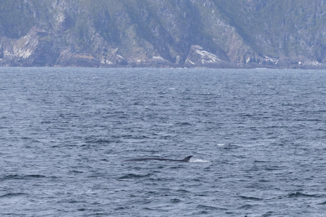 PLA25-26, Day 12, 4Q9A5409.jpg © Katlyn Taylor- Oceanwide Expeditions.jpg