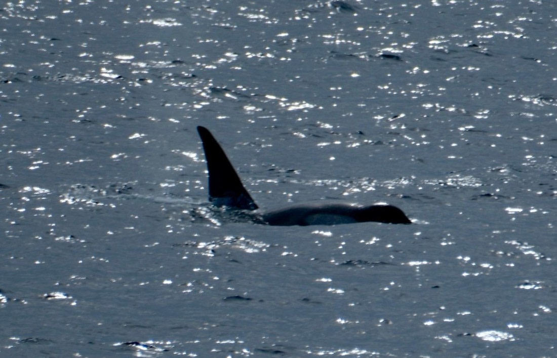 HDS25-26, Day 5, cfbed721-0a83-498d-ac37-1bcbe8ada660 © Unknown photographer - Oceanwide Expeditions.jpg