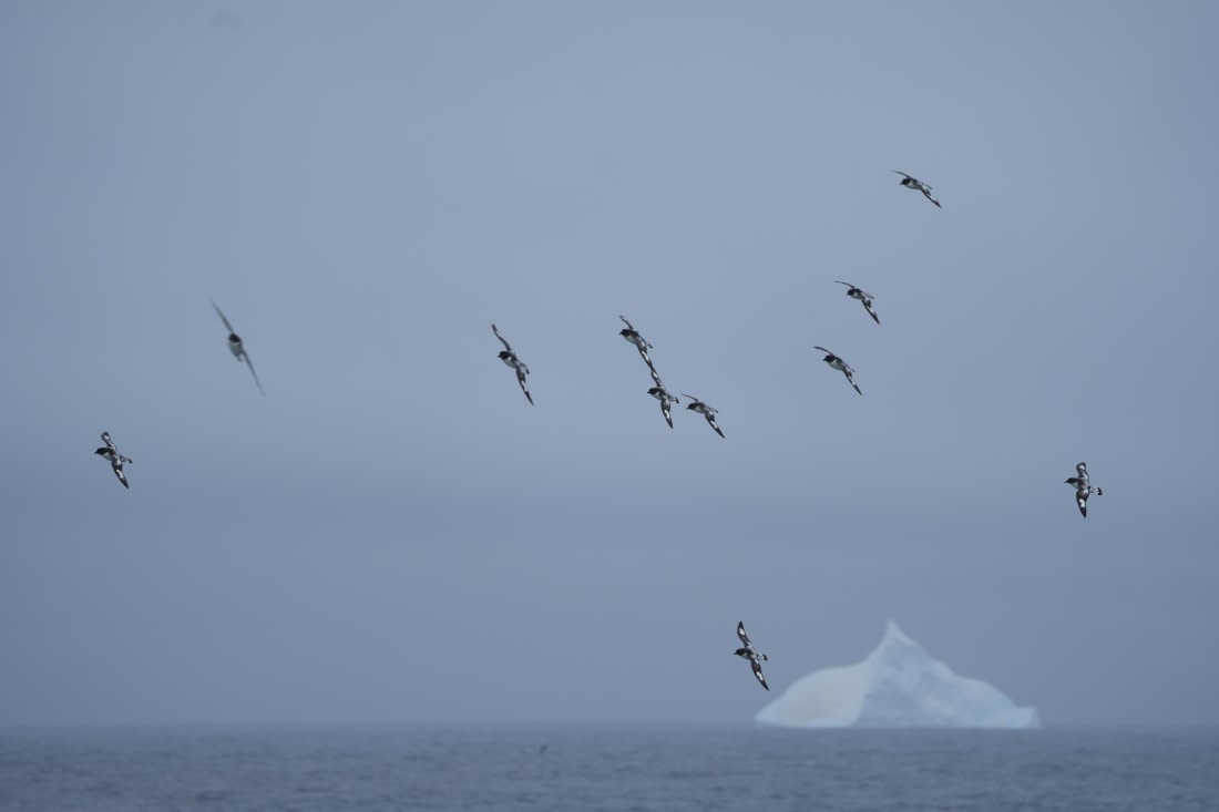 HDS25-26, Day 8, DSC06604 © Unknown photographer - Oceanwide Expeditions.JPG