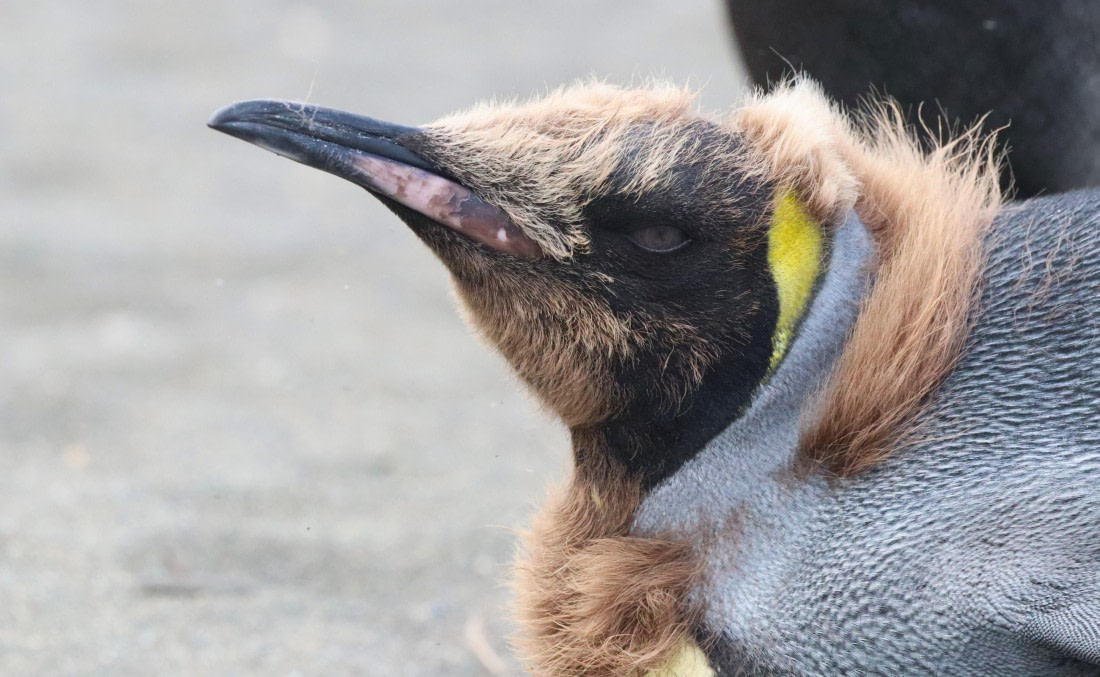 HDS25-26, Day 8, IMG_5730 © Unknown photographer - Oceanwide Expeditions.JPG