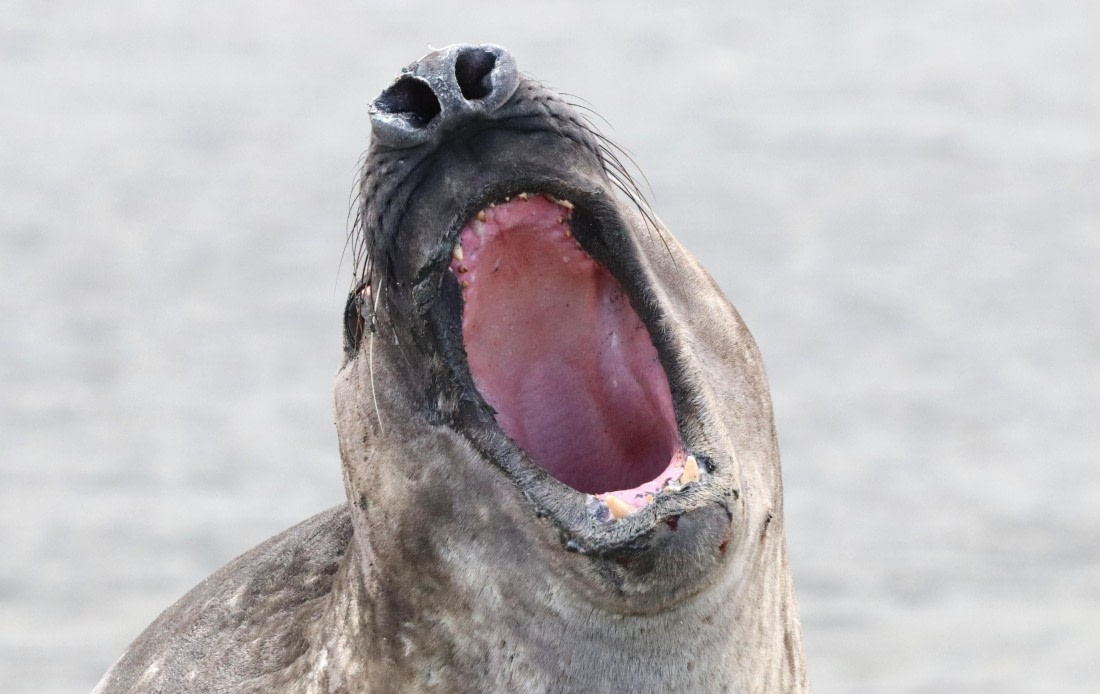 HDS25-26, Day 8, IMG_5760 © Unknown photographer - Oceanwide Expeditions.JPG