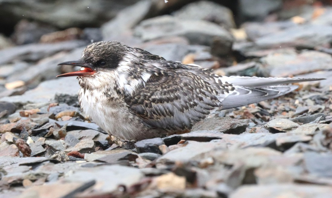HDS25-26, Day 8, IMG_5972 © Unknown photographer - Oceanwide Expeditions.JPG