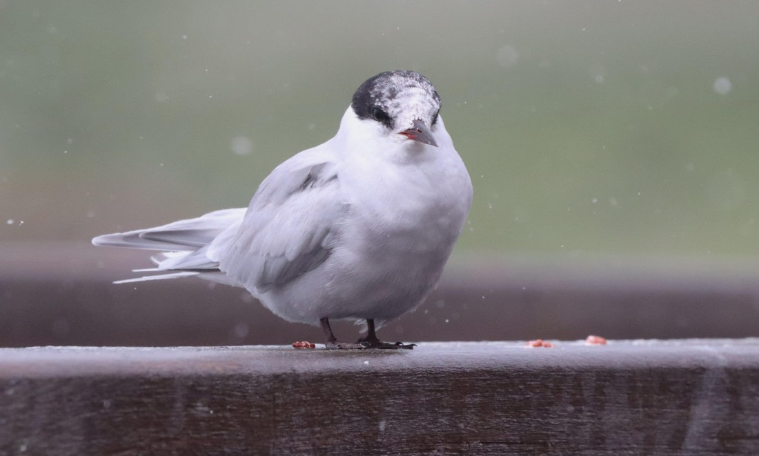 HDS25-26, Day 8, IMG_6048 © Unknown photographer - Oceanwide Expeditions.JPG