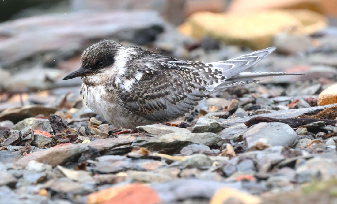 HDS25-26, Day 8, IMG_6063 © Unknown photographer - Oceanwide Expeditions.JPG