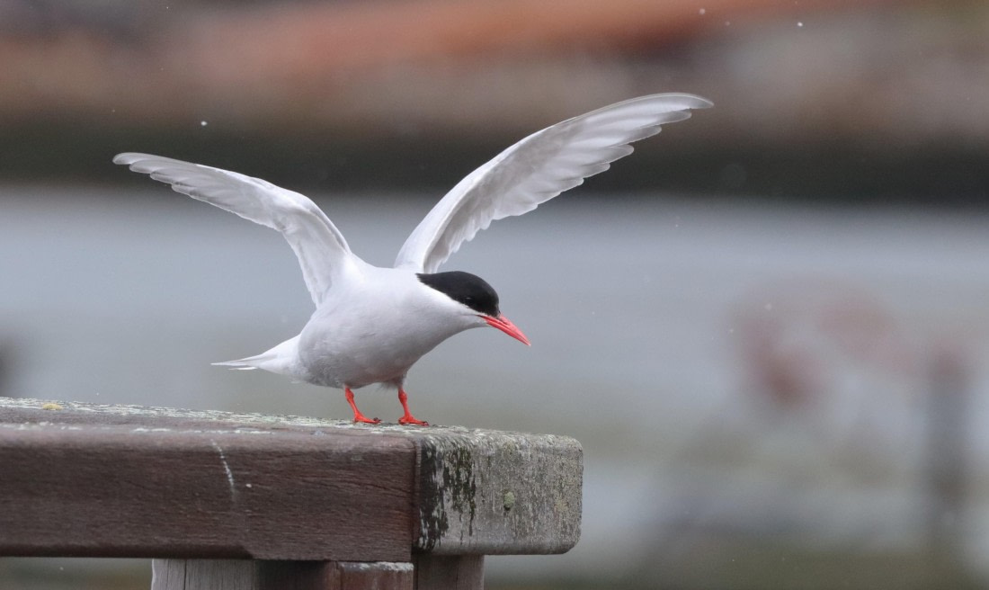 HDS25-26, Day 8, IMG_6085 © Unknown photographer - Oceanwide Expeditions.JPG