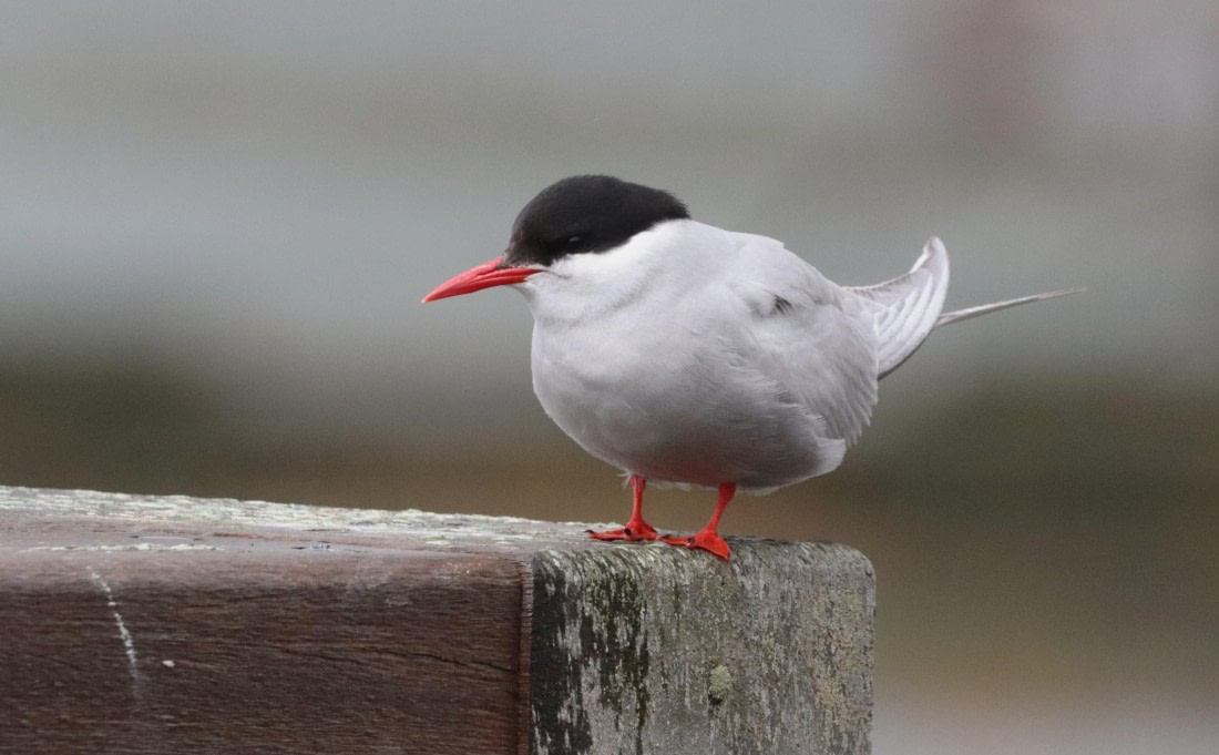 HDS25-26, Day 8, IMG_6101 © Unknown photographer - Oceanwide Expeditions.JPG