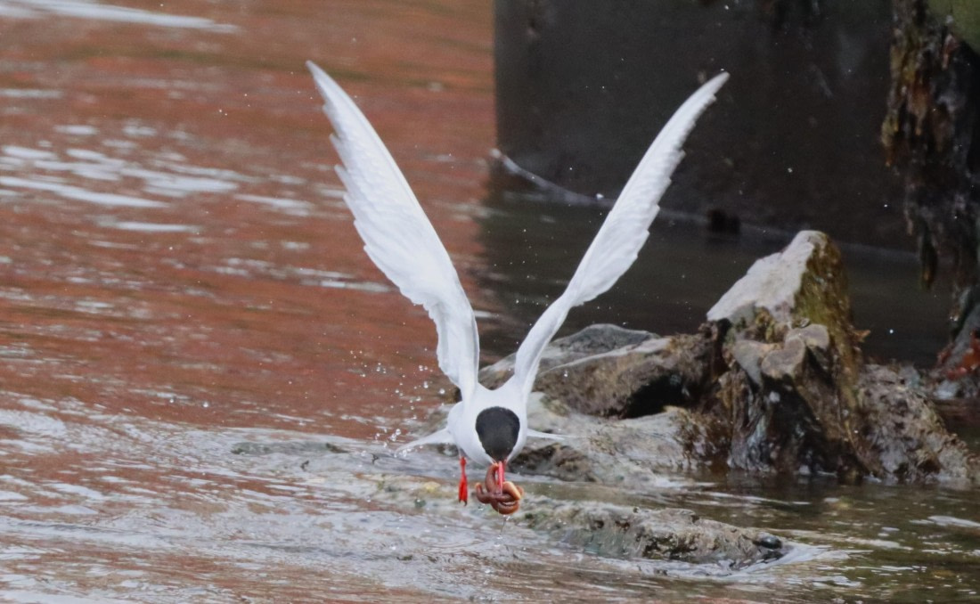 HDS25-26, Day 8, IMG_6107 © Unknown photographer - Oceanwide Expeditions.JPG