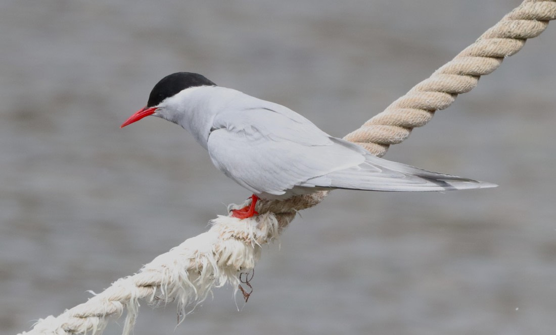 HDS25-26, Day 8, IMG_6133 © Unknown photographer - Oceanwide Expeditions.JPG