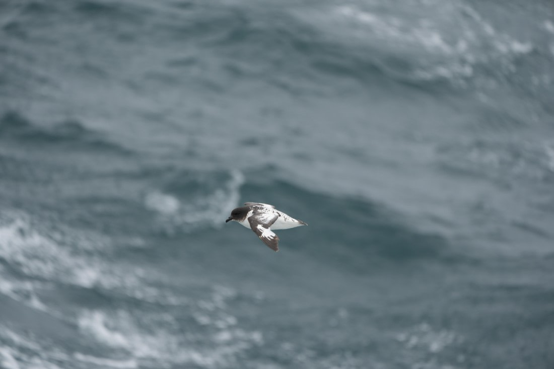 HDS25-26, Day 9, DSC06619 © Unknown photographer - Oceanwide Expeditions.JPG