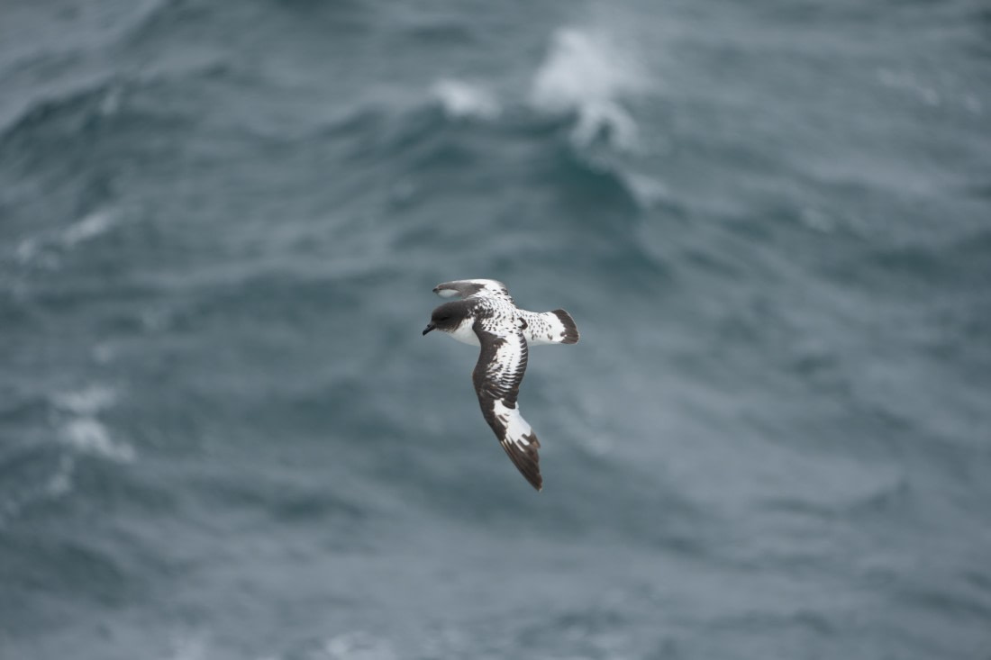 HDS25-26, Day 9, DSC06621 © Unknown photographer - Oceanwide Expeditions.JPG