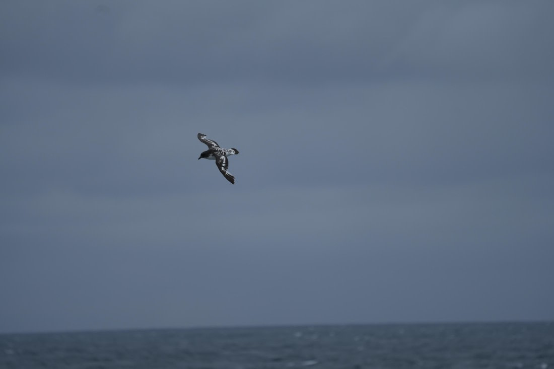HDS25-26, Day 9, DSC06626 © Unknown photographer - Oceanwide Expeditions.JPG