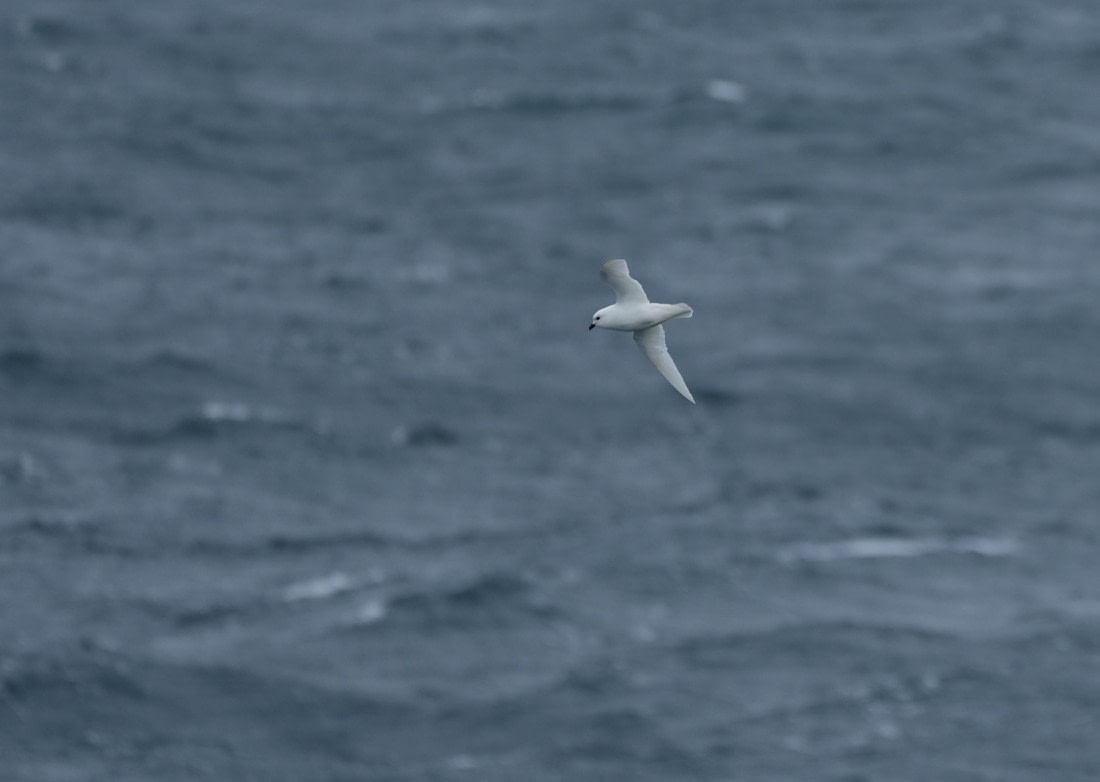 HDS25-26, Day 9, DSC06630 © Unknown photographer - Oceanwide Expeditions.JPG