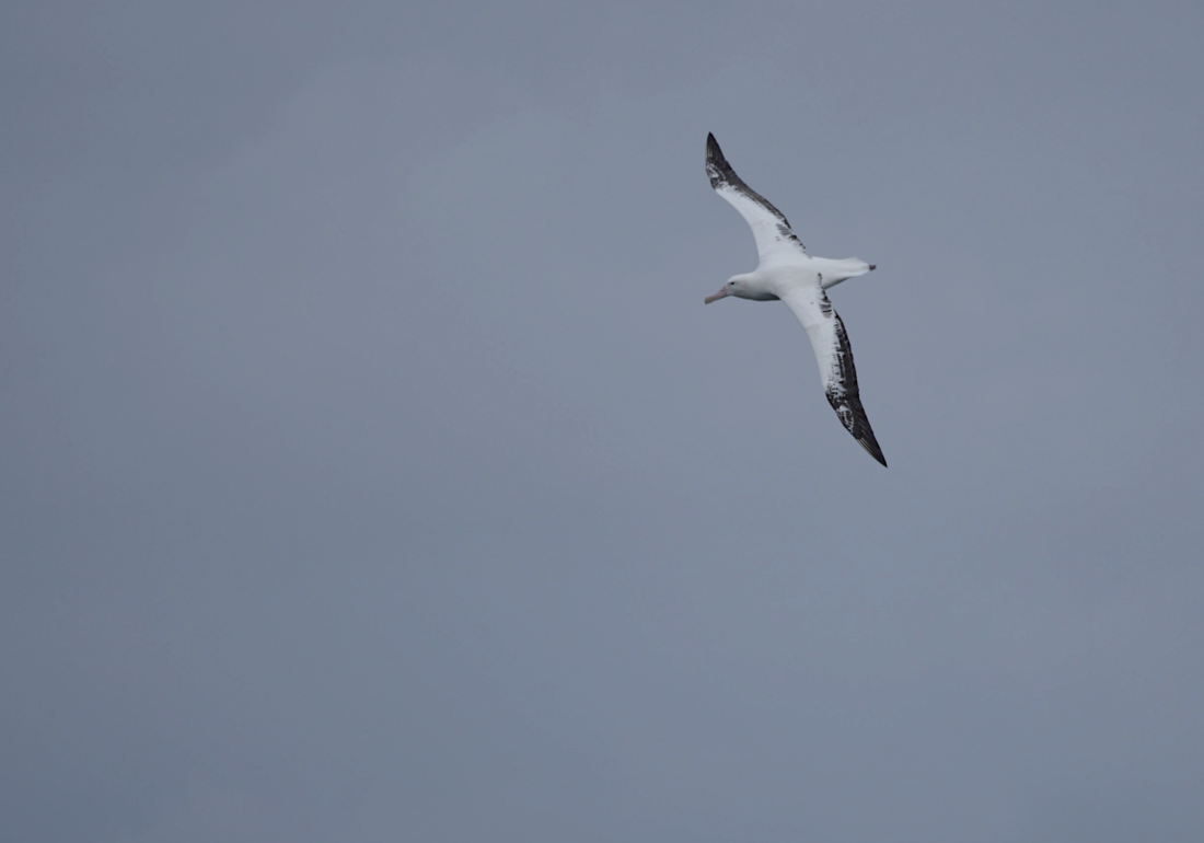HDS25-26, Day 9, Screenshot 2025-12-31 at 16.39.34 © Unknown photographer - Oceanwide Expeditions.png