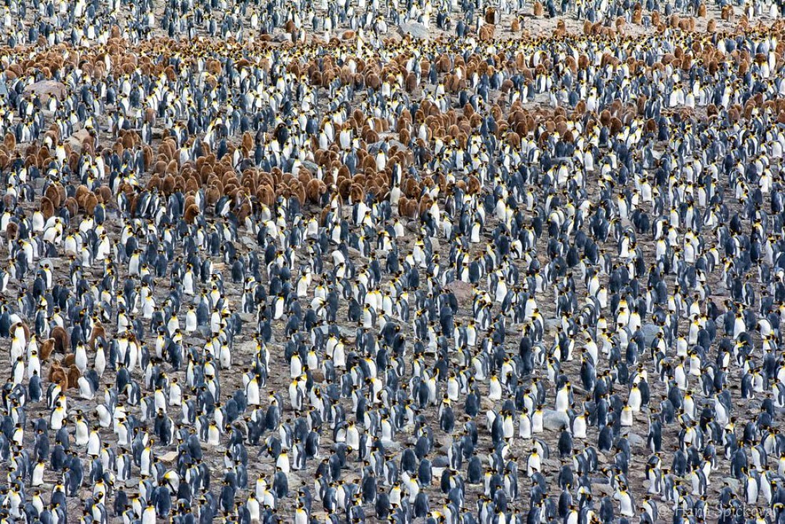 HDS25-26, Day 10, _DSC8528 © Hana Spickova - Oceanwide Expeditions.jpg