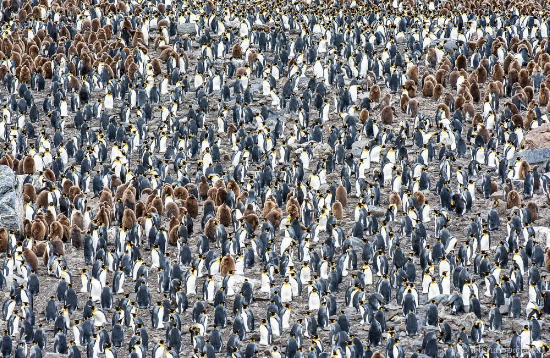 HDS25-26, Day 10, _DSC8533 © Hana Spickova - Oceanwide Expeditions.jpg