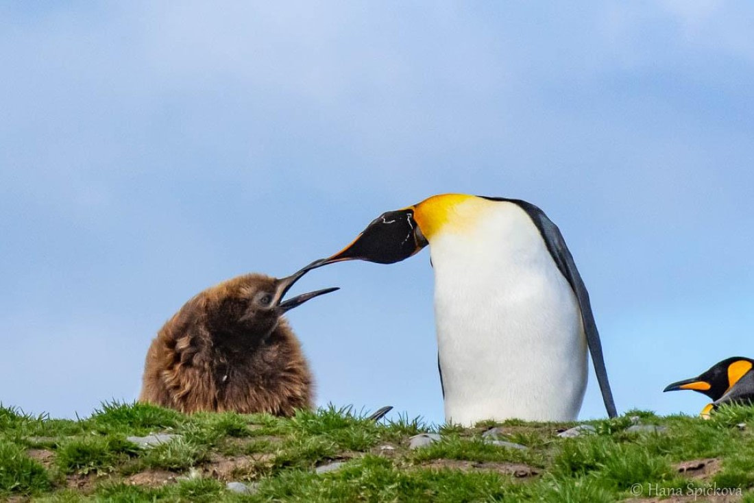 HDS25-26, Day 10, _DSC8537 © Hana Spickova - Oceanwide Expeditions.jpg