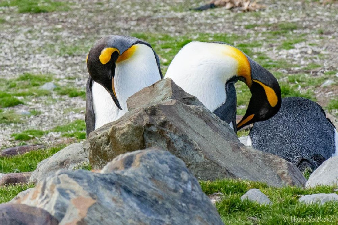 HDS25-26, Day 10, _DSC8539 © Hana Spickova - Oceanwide Expeditions.jpg