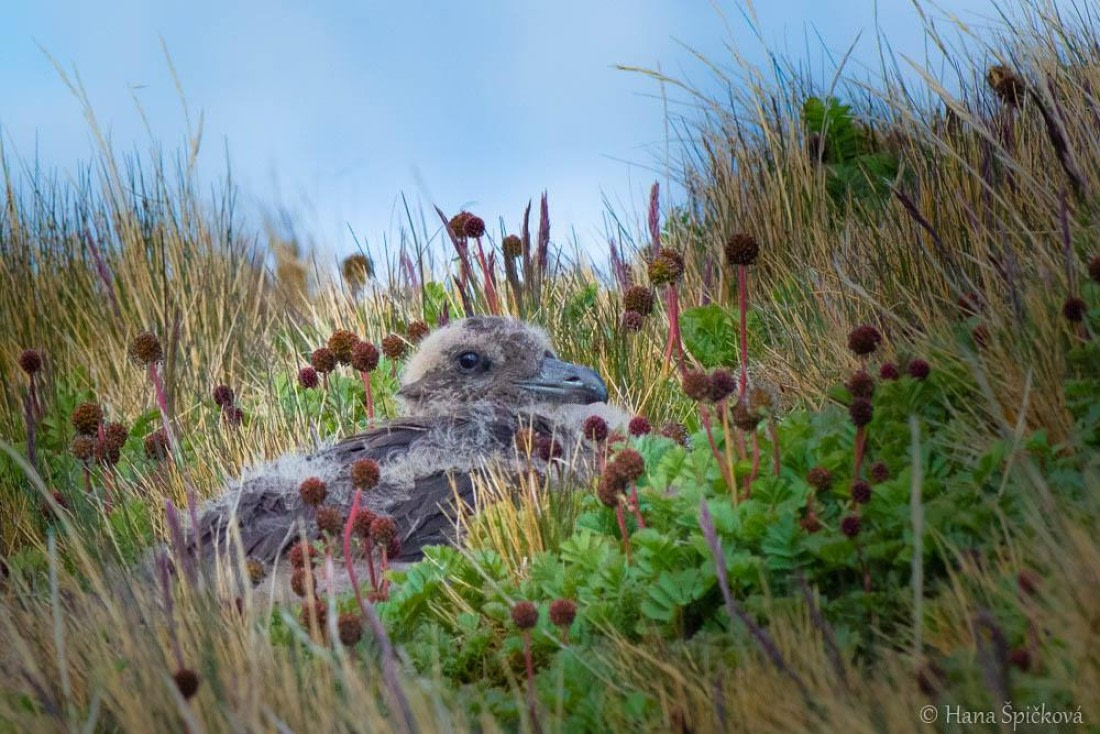HDS25-26, Day 10, _DSC8541 © Hana Spickova - Oceanwide Expeditions.jpg