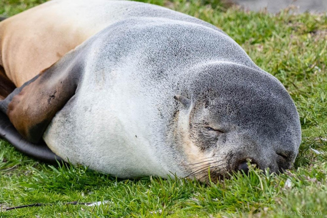 HDS25-26, Day 10, _DSC8544 © Hana Spickova - Oceanwide Expeditions.jpg