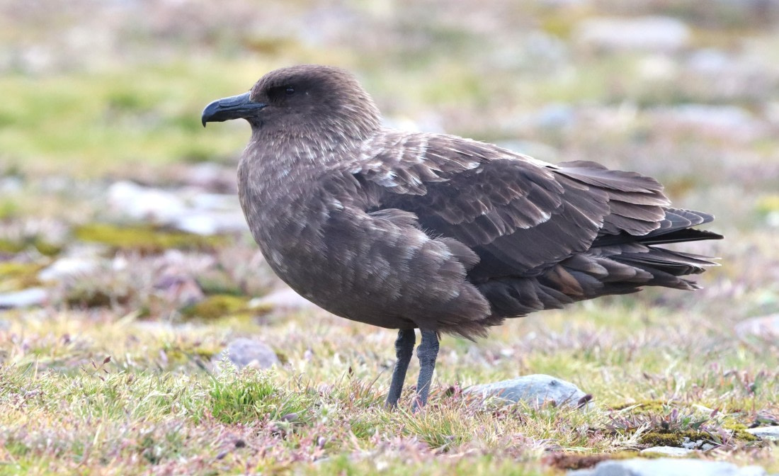 HDS25-26, Day 10, IMG_5802 © Unknown photographer - Oceanwide Expeditions.JPG